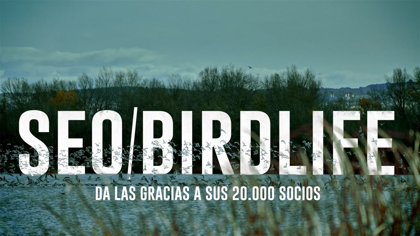 SEO / Birdlife